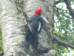 Campephilus magellanicus