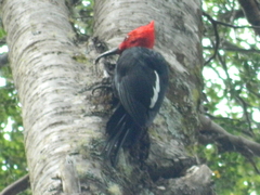 Campephilus magellanicus