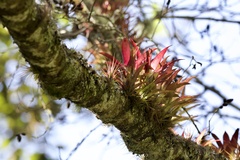 Tillandsia