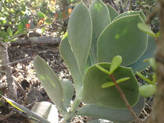 Cotyledon velutina