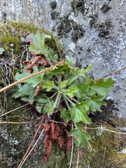 Heuchera micrantha