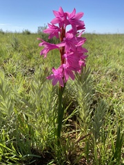 Watsonia lepida