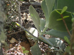 Cotyledon velutina