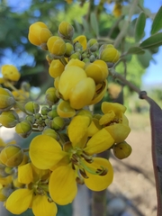 Senna siamea