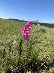 Watsonia lepida