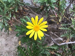 Euryops pectinatus