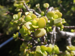 Portulacaria afra