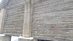 Chaenotheca phaeocephala