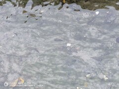 Aquarius paludum paludum