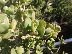 Crassula ovata