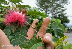 Calliandra tergemina