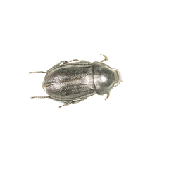 Silpha tyrolensis