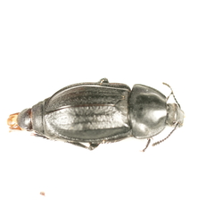 Silpha tyrolensis