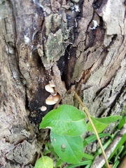 Crepidotus fraxinicola