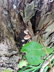Crepidotus fraxinicola