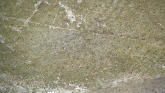 Chaenotheca phaeocephala