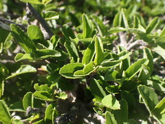 Grewia robusta
