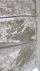 Chaenotheca phaeocephala