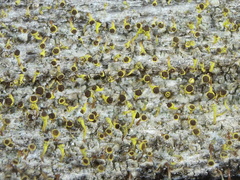 Chaenotheca phaeocephala