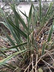 Phormium tenax