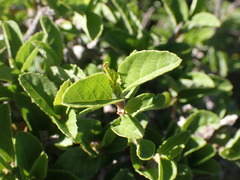 Grewia robusta