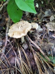 Inocybe velicopia