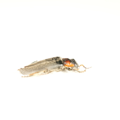 Cantharis