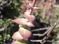 Crassula perforata