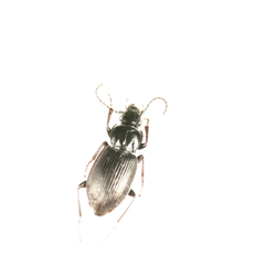 Pterostichus oblongopunctatus