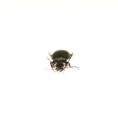 Pterostichus oblongopunctatus