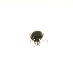 Poecilus cupreus