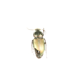 Poecilus cupreus