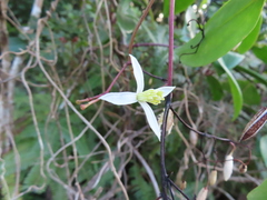 Clematis crassifolia