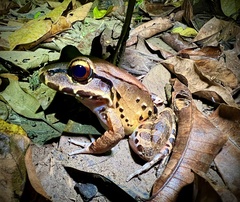 Leptodactylus savagei