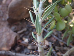 Pachypodium bispinosum