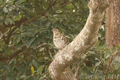 Zoothera aurea