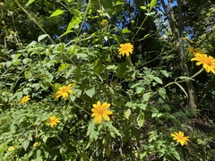 Tithonia
