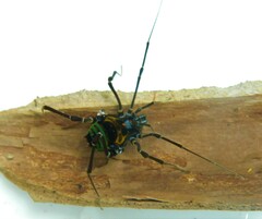 Sadocus polyacanthus