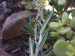 Pachypodium bispinosum