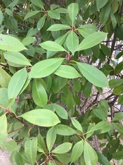 Photinia serrulata