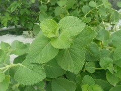 Coleus amboinicus