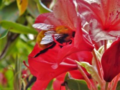 Bombus dahlbomii