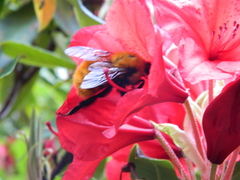Bombus dahlbomii