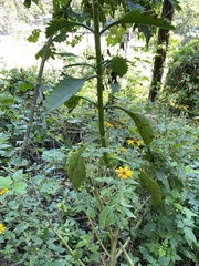 Tithonia