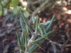 Pachypodium bispinosum