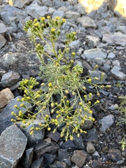 Senecio sylvaticus