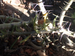 Pachypodium bispinosum