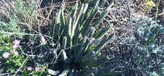 Stapelia hirsuta