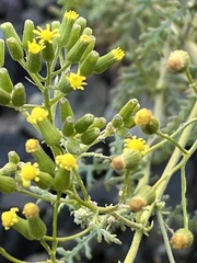 Senecio sylvaticus