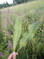 Rumex hydrolapathum